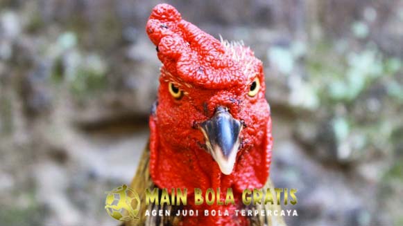 Cara Membedakan Ayam Bangkok Asli F1 Dan Ayam Lokal Indonesia