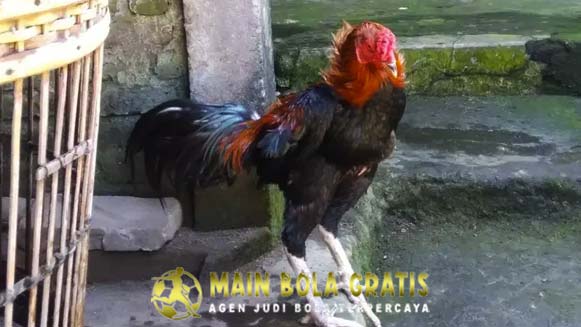 Perawatan Ayam Bangkok Muda Agar Menjadi Calon Petarung Juara