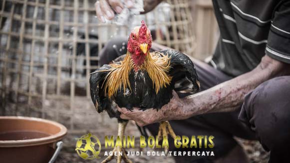 Persiapan Penting Ayam Bangkok Selama 1 Bulan Sebelum Ditarungkan
