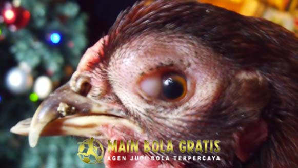 Tips Mengobati Penyakit Mata Ayam Bangkok Yang Berbusa