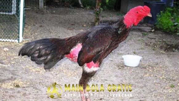Sejarah Ayam Ganoi Asli Vietnam Yang Melegenda