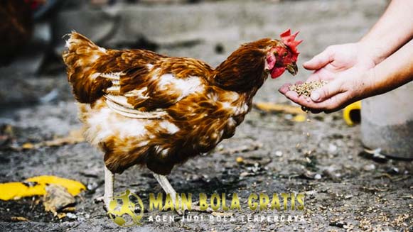 Resep Rahasia Pil Herbal Ayam Bangkok Berkhasiat Unggulan